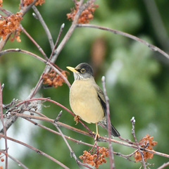 Austral Thrush photo 4