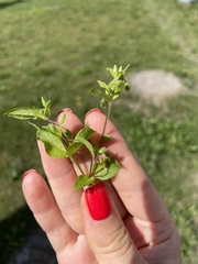 Stellaria media