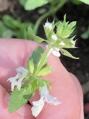 Stachys annua