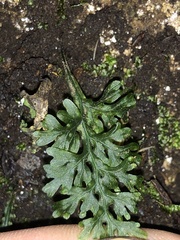 Hymenophyllum australe