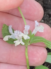 Stachys annua