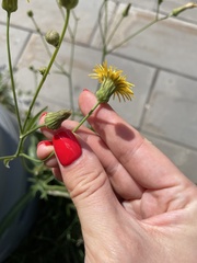 Sonchus arvensis uliginosus