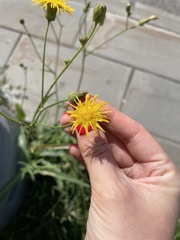 Sonchus arvensis uliginosus