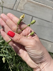Sonchus arvensis uliginosus