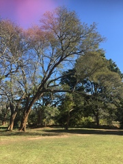 Albizia amara