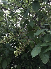 Syringa × henryi
