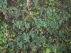 Hymenophyllum australe