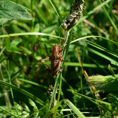 Decticus verrucivorus