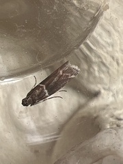 Cryptoblabes bistriga