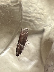 Cryptoblabes bistriga