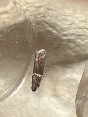 Cryptoblabes bistriga