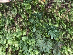 Hymenophyllum australe