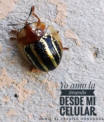 Agroiconota propinqua