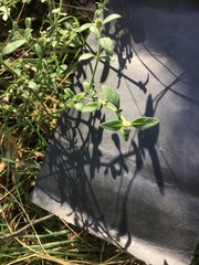 Opercularia ovata
