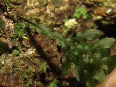 Hymenophyllum australe