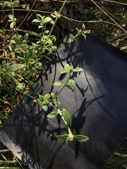 Opercularia ovata