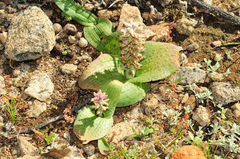 Lachenalia carnosa