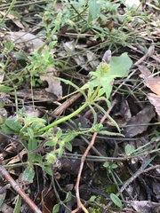 Opercularia ovata
