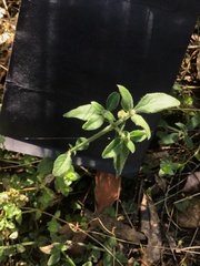 Opercularia ovata