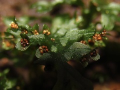 Hymenophyllum australe