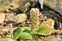 Lachenalia carnosa