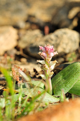 Lachenalia carnosa