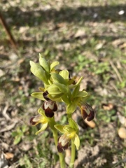 Ophrys fusca