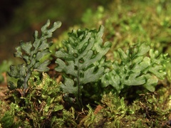 Hymenophyllum australe