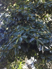Ficus