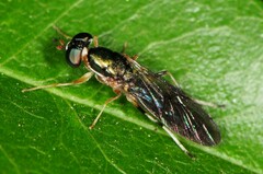 Merosargus caeruleifrons