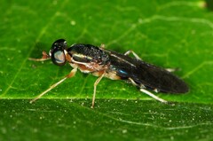 Merosargus caeruleifrons