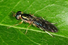 Merosargus caeruleifrons