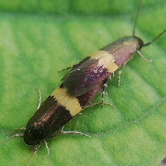 Pterygota