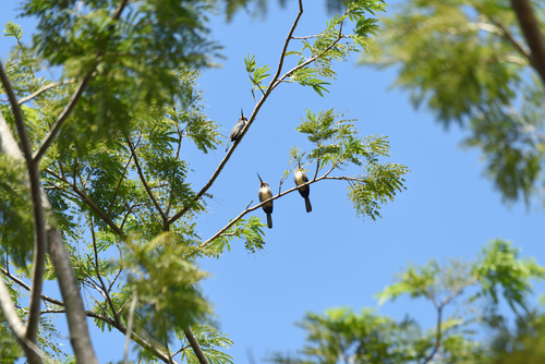 Three-toed Jacamar