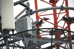 Streptopelia tranquebarica humilis