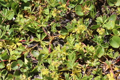 Alchemilla pentaphyllea