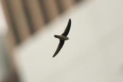 Aerodramus germani