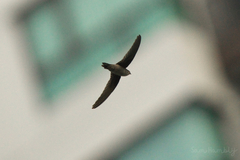 Aerodramus germani