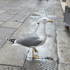Larus michahellis