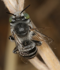 Anthophora curta