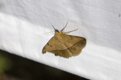 Ugia purpurea