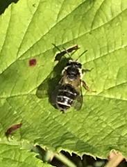 Andrena denticulata