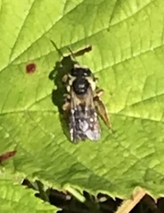 Andrena denticulata