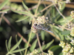 Selysiothemis nigra