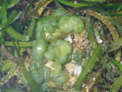 Dictyosphaeria cavernosa