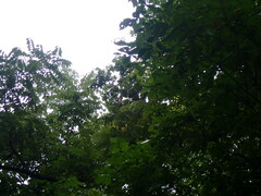 Neotibicen lyricen