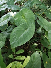 Homalomena rubescens