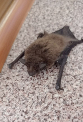 Pipistrellus nathusii