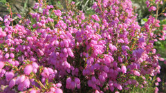 Erica hirtiflora hirtiflora