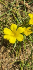 Moraea fugacissima